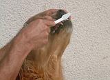 BROSSAGE DENTS 038